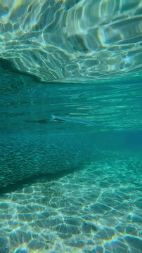 Multi-million swarm of Silversides acting as unified biological entity, Garfish swim alongside shimmering silver chain. Incredible coordination of schooling fish as they react to presence of predator