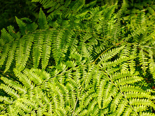 Top-down close-up of vibrant green fern leaves layered in a dense pattern, illuminated by warm natural sunlight, showing detailed texture and leaf symmetry. © Adam