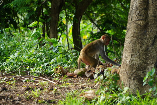 Monkey 
