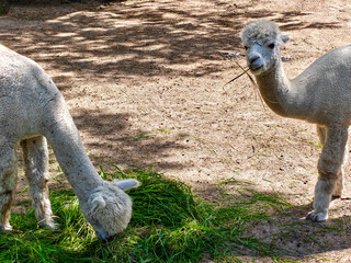 Naklejka premium Two white alpacas in a sandy enclosure, one eating fresh green grass from the ground with its head bent, the other standing upright holding grass blades in its mouth and looking towards the camera.