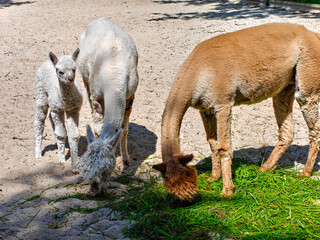 Naklejka premium Three alpacas on a sandy enclosure: two adult alpacas (brown and white) eating fresh green grass from the ground while a small white cria stands nearby looking at the camera on a sunny day.