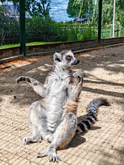 Naklejka premium Funny sitting lemur posing for pictures on sandy ground in full daylight with directional sunlight, gray and white fur, orange eyes, striped tail, and green fence background.