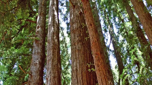 Giant redwood trees in the National Park, California  