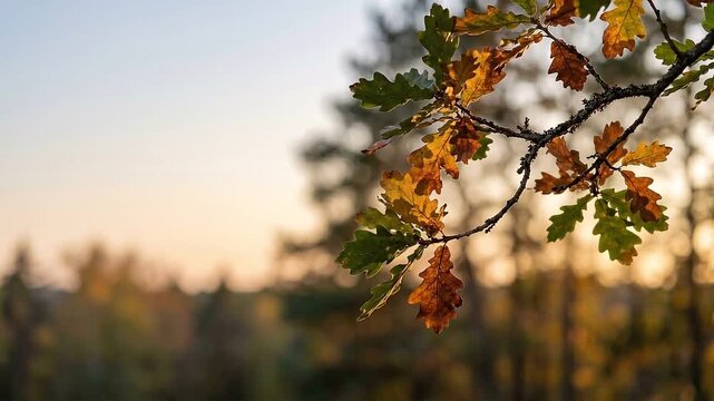 Vibrant Autumn Oak Leaves Gently Swaying in Warm Golden Sunlight
