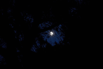 Moon shining through pine tree. Parco San Rossore Massaciuccoli Migliarino. © glashaut