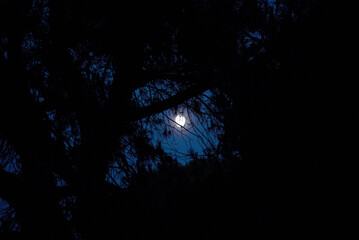 Moon shining through pine tree. Parco San Rossore Massaciuccoli Migliarino. © glashaut