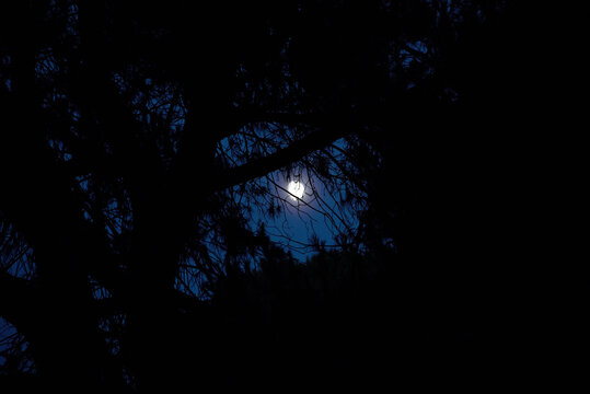 Moon shining through pine tree. Parco San Rossore Massaciuccoli Migliarino.
