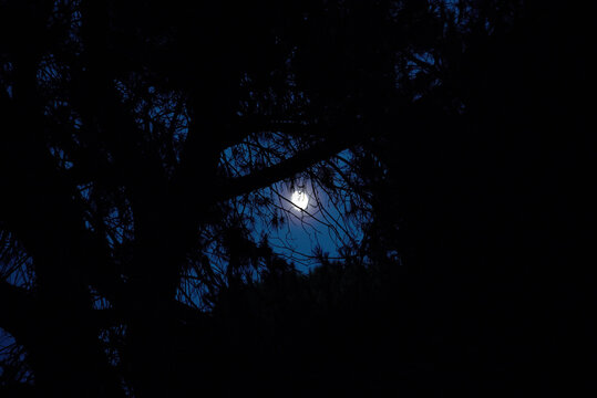 Moon shining through pine tree. Parco San Rossore Massaciuccoli Migliarino.