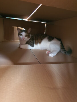A cat hiding, lies in a cardboard box with a relaxed look