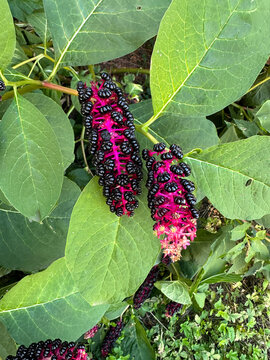 Poisonous toxic pokeweed plant in a garden