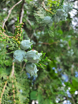 Thuja tree seeds on a branch in a park