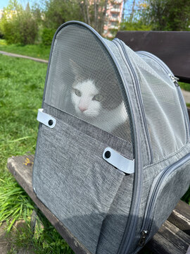 Cat looks out from a backpack carrier sits on a bench in a park on a sunny day