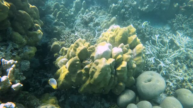 Colorful Coral Garden Underwater in Sumatra