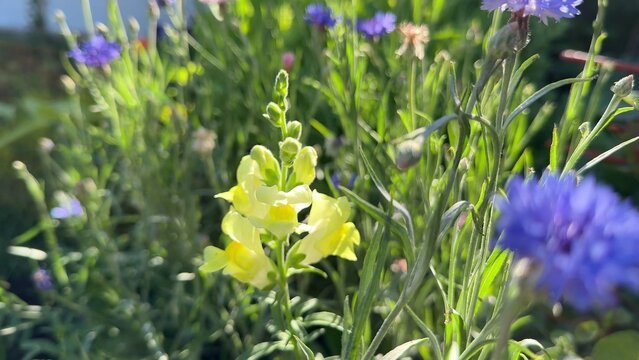 Vibrant close up of colorful wildflowers blooming in a sunny natural meadow, capturing spring's fresh energy and delicate beauty, perfect for outdoor themes