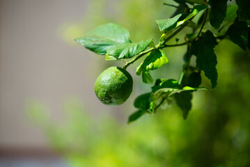 Unripe green lemon hanging from a citrus tree branch in sunlight, surrounded by fresh leaves against a soft blurred green background with copy space. © ольга дубровная