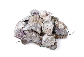 Clean dried oyster shells with scraps of rope from cultivation process isolated on white background used as natural biological filter media for fish ponds aquariums for aquaculture farming. © Panupong