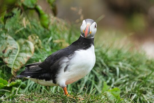 The Atlantic puffin (Fratercula arctica), also known as the common puffin, is a species of seabird in the auk family. 