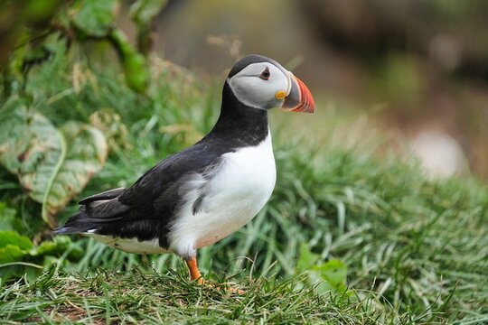 The Atlantic puffin (Fratercula arctica), also known as the common puffin, is a species of seabird in the auk family. 