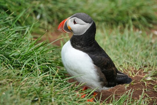 The Atlantic puffin (Fratercula arctica), also known as the common puffin, is a species of seabird in the auk family. 