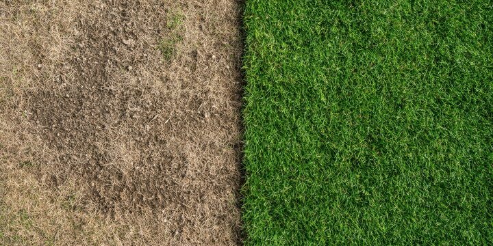 Green and Brown Grass Contrast: Healthy Thriving Lawn vs. Dry Dead Parched Ground