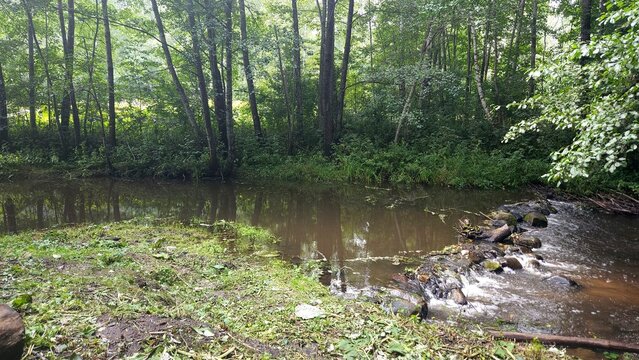 Tranquil forest pond surrounded by lush greenery and trees  