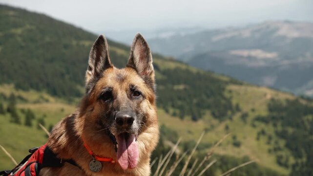 A German Shepherd in a red harness looks across mountain slopes in Kopaonik, Serbia. The portrait suits pet travel, hiking, adventure and active lifestyle themes