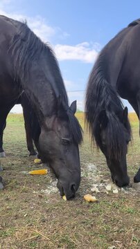 Two black horses feeding on corn and bread in a rural field under a blue sky
