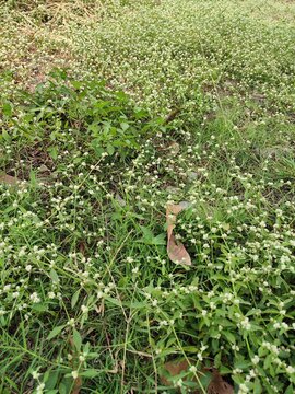 a ground cover of Alternanthera sessilis, commonly known as sessile joyweed or dwarf copperleaf