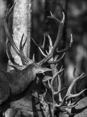 Fototapeta premium Crowned by the Forest