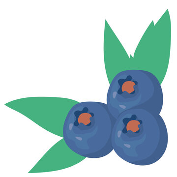 Three fresh blueberries with green leaves, colorful vector illustration of organic berry fruits isolated on transparent background