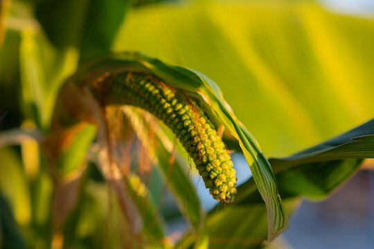 Exotic Textural Corn Cob Detail in Sunset Light