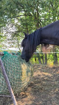 Black horse with long mane eating dry hay from a green slow feeder net outdoors