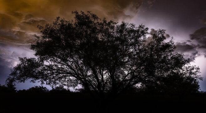Mesquite tree in silhouette as a thunderstorm lights the sky behind