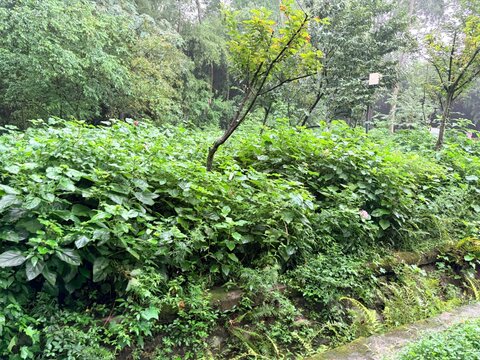 Lush Green Vegetation in a Forested Area