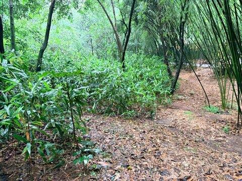 Lush Green Bamboo Forest Path After Rain