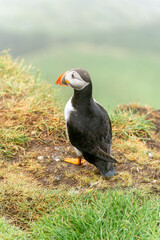 Fototapeta premium Atlantic puffin standing on grassy cliff in Mykines, Faroe Islands