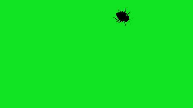 Numerous black cockroach silhouettes crawl across a vibrant green screen background