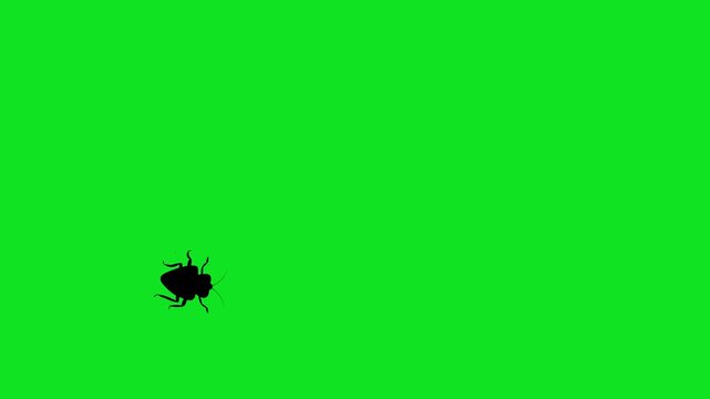 Numerous black cockroach silhouettes crawl across a vibrant green screen background