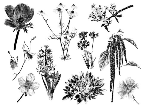 Slowflower 01