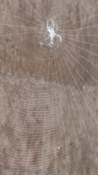 Spider creating a detailed geometric silk web, waiting for prey