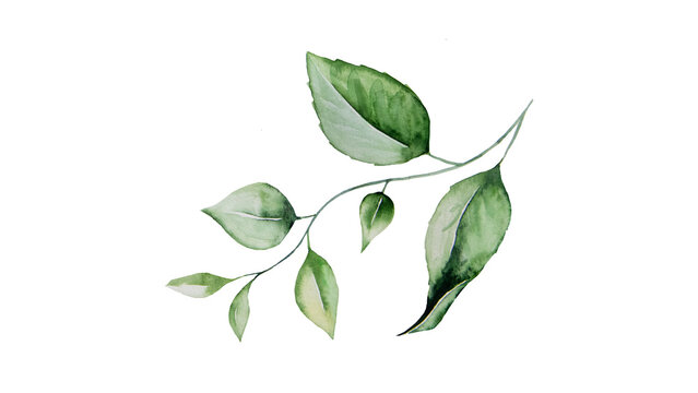 Elegant watercolor illustration of a delicate green branch with lush leaves, perfect for natural and organic designs, isolated on a clean background