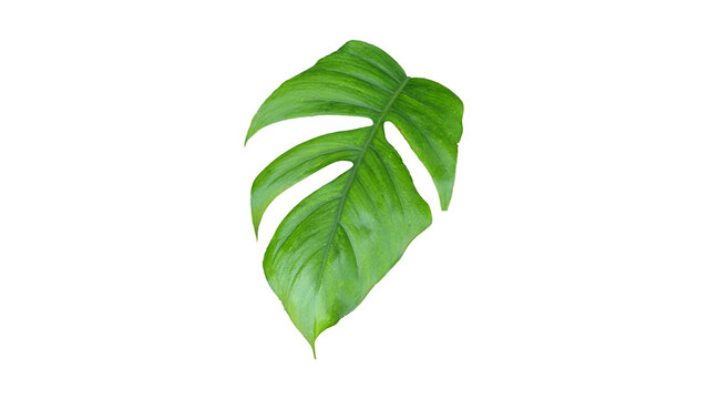 Vibrant green tropical leaf with distinctive splits, isolated on a clean white background, showcasing natural beauty and botanical detail