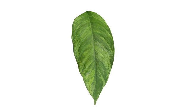Vibrant Variegated Green Leaf Isolated on a Clean White Background for Botanical Design and Natural Element Compositions