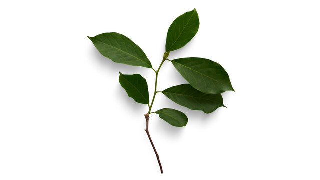 Fresh green branch with vibrant leaves presented on a clean white background, captured from an overhead perspective in a studio setting, highlighting natural botanical beauty.