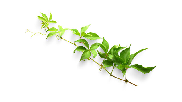 Vibrant Green Vine Branch with Fresh Leaves and Delicate Tendrils, Captured from an Overhead Viewpoint Against a Clean White Studio Background, Showcasing Natural Growth