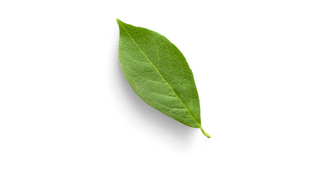 Vibrant Green Leaf Isolated on White Background with Subtle Shadow, Showcasing Natural Detail and Freshness for Botanical Themes