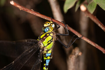 Detailed macro photograph of a blue-eyed hawker dragonfly (Aeshna cyanea) resting on a branch, showing vivid green markings, blue eyes and transparent wings. © Aleksandra