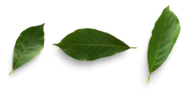 Three fresh green leaves displayed flat on a clean white background, showcasing natural patterns and vibrant color for botanical and environmental themes