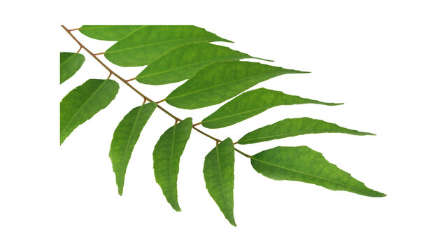 Close-up photograph of a fresh green curry leaf sprig isolated on a white background captured in 22 high resolution detail
