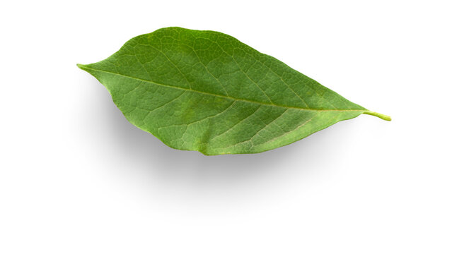 Isolated Single Green Leaf Close-up View Representing Organic Botanical Growth 25